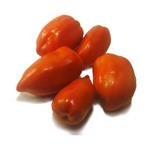 TOMAQUET LLARG  500GR ECO | 648 | ORIGEN: L'HORT D'EN PAU