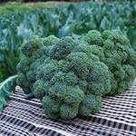 BROCOLI ECO 650GR  | 25 | ORIGEN: MURCIA