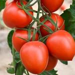 TOMAQUET PERA ECO 500GR. COLLITA PRÒPIA | 632 | ORIGEN: L'HORT D'EN PAU ALELLA