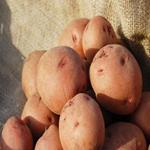PATATA RED PONTIAC 1 KG ECO COLLITA PRÒPIA | 342 | ORIGEN: L'HORT D'EN PAU