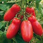 TOMAQUET LLARG  500GR ECO | 648 | ORIGEN: L'HORT D'EN PAU