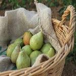 PERA CONFERÈNCIA ECO  500GR | 641 | ORIGEN: LLEIDA