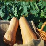 CARBASSA ECO 1 UNITAT DE 1,5KG A 2KG  | 104 | ORIGEN: L'HORT D'EN PAU