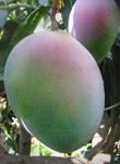MANGO ECO 1 UNITAT 500GR Aprox. | 394 | ORIGEN: MALAGA