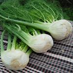 FONOLL  | 60 | ORIGEN: HORT D'EN PAU