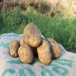 PATATA AGRIA 1 KG ECO COLLITA PRÒPIA  | 334 | ORIGEN: HORT D'EN PAU 