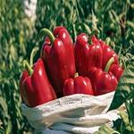 PEBROT VERMELL 2 a 3 UNITATS 500GR ECO  | 334 | ORIGEN: HORT D'EN PAU