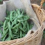 MONGETA TENDRA ECO  500GR  | 125 | ORIGEN: HORT D'EN PAU 