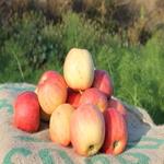 POMA LADINA DE MUNTANYA ECO 500GR | 280 | ORIGEN: Biolord - St Llorenç de Morunys