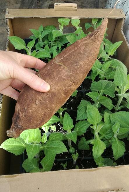 PROPIETATS DEL YACÓN | Venda de verdures i fruites 100% ecològiques