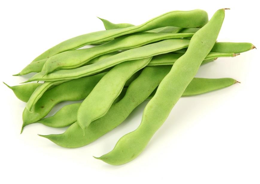 MONGETA TENDRA ECO  500GR  | 125 | ORIGEN: HORT D'EN PAU 