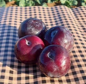 PRUNA ECOLÒGICA VERMELLA 500GR | 394 | ORIGEN: MURCIA | Venda de verdures i fruites 100% ecològiques