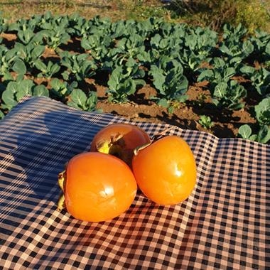 CAQUIS ECO 500GR | 394 | ORIGEN: LLEIDA | Venda de verdures i fruites 100% ecològiques