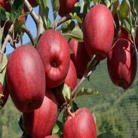 POMA ROJA DE MUNTANYA 500GR | 280 | ORIGEN: Biolord, St Llorenç de Morunys | Venda de verdures i fruites 100% ecològiques