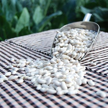 MONGETA DEL GANXET ECOLÒGICA 250gr | 72 | ORIGEN: VALLÈS  | Venda de verdures i fruites 100% ecològiques