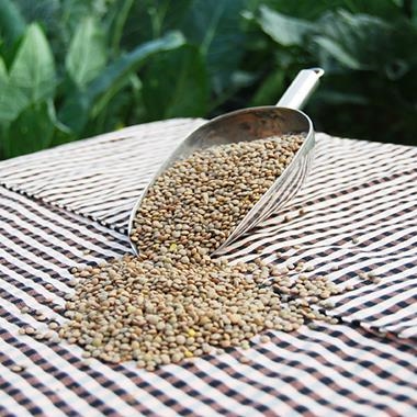 LLENTIES A GRANEL | 91 | Venda de verdures i fruites 100% ecològiques