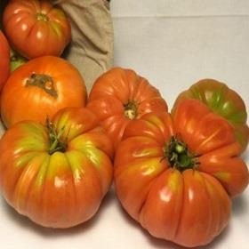 TOMAQUET MARMANDINO ECO 500GR | 631 | ORIGEN: BAIX CAMP | Venda de verdures i fruites 100% ecològiques