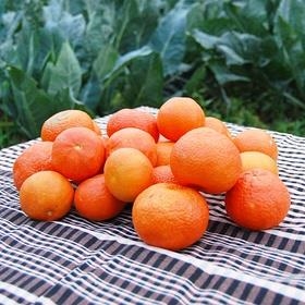 MANDARINES ECOLÒGIQUES 500gr | 167 | ORIGEN: TORTOSA  | Venda de verdures i fruites 100% ecològiques