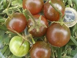 TOMÀQUET CIRERA NEGRA (50 llavors aprox) | 767 | Venda de verdures i fruites 100% ecològiques