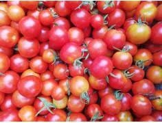TOMÀQUET PETIT de MATA BAIXA, o de tres poms (50 llavors aprox) | 767 | Venda de verdures i fruites 100% ecològiques