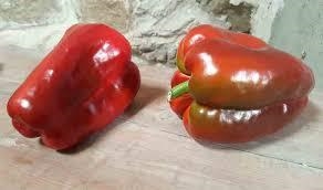 PEBROT 4 MORROS (40 llavors aprox) | 771 | Venda de verdures i fruites 100% ecològiques