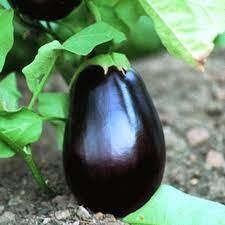 ALBERGÍNIA RODONA (50 llavors aprox) | 774 | Venda de verdures i fruites 100% ecològiques