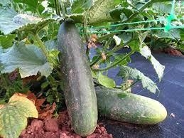 COGOMBRE del PAÍS (20 llavors aprox) | 778 | Venda de verdures i fruites 100% ecològiques