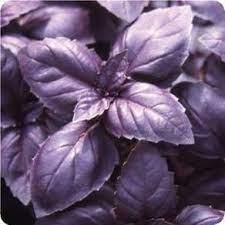 ALFÀBREGA MORADA (100 llavors aprox) | 784 | Venda de verdures i fruites 100% ecològiques