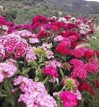 CLAVELL de POM o de POETA (100 llavors aprox) | 787 | Venda de verdures i fruites 100% ecològiques