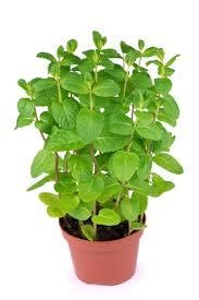 PLANTA MENTA ECOLÒGICA | 671 | ORIGEN: MATARÓ | Venda de verdures i fruites 100% ecològiques