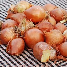 CEBA SECA ECOLÒGICA 1 KG | 287 | ORIGEN: TARRAGONA | Venda de verdures i fruites 100% ecològiques