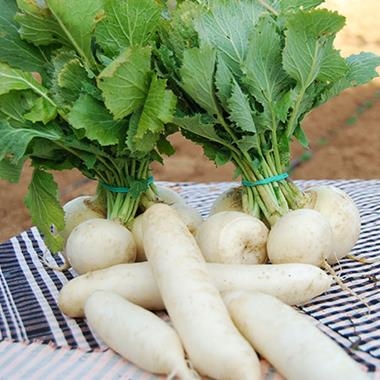 NAP BLANC ECOLÒGIC (MANAT) | 329 | ORIGEN: CABRILS | Venda de verdures i fruites 100% ecològiques