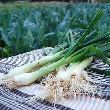 CEBA TENDRA ECOLÒGICA 1 MANAT  | 390 | ORIGEN: HORT D'EN PAU | Venda de verdures i fruites 100% ecològiques