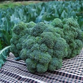BRÒCOLI ECOLÒGIC | 25 | ORIGEN: MURCIA  | Venda de verdures i fruites 100% ecològiques