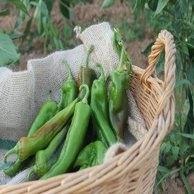 PEBROT VERD ECOLÒGIC 500gr | 334 | ORIGEN: ANDALUSIA | Venda de verdures i fruites 100% ecològiques