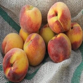 PRÉSSEC ECO GROC 500GR | 394 | ORIGEN: LLEIDA | Venda de verdures i fruites 100% ecològiques